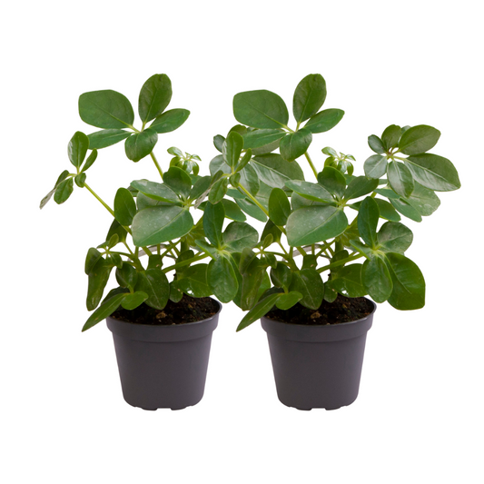 Schefflera Arboricola - 2 Stücke - Ø12cm - ↕30cm