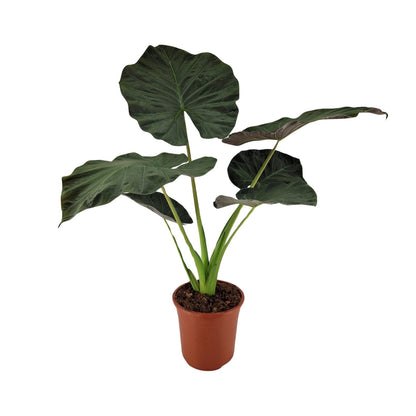 Alocasia Regal Shield - Ø27cm - ↕100cm