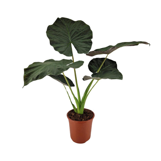 Alocasia Regal Shield - Ø27cm - ↕100cm