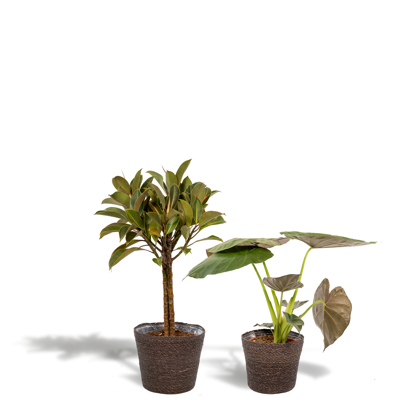 Ficus Elastica Melany - Ø21cm - ↕85cm + Alocasia Wentii - Ø19cm - ↕60cm + Korb Igmar