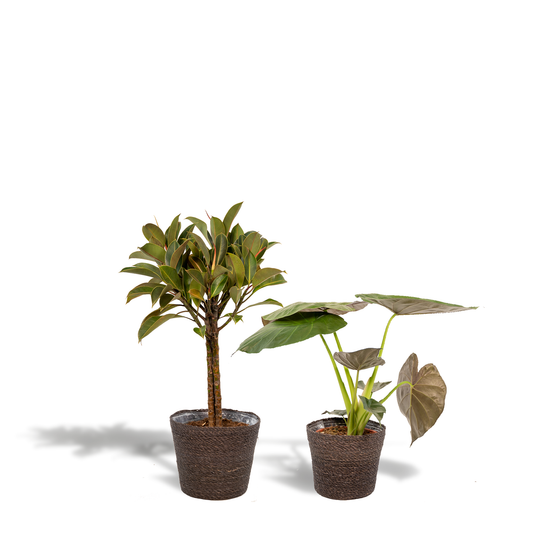 Ficus Elastica Melany - Ø21cm - ↕85cm + Alocasia Wentii - Ø19cm - ↕60cm + Korb Igmar