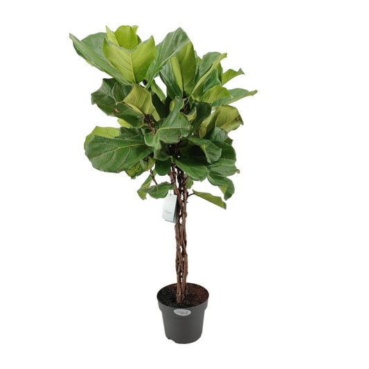 Ficus Lyrata Geflechtstamm - Ø24cm - ↕100cm