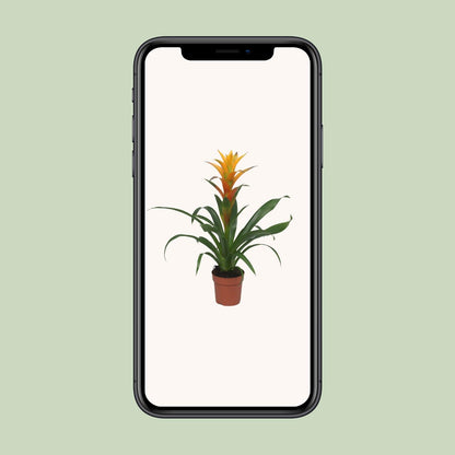 Guzmania Solara - Ø12cm - ↕50cm
