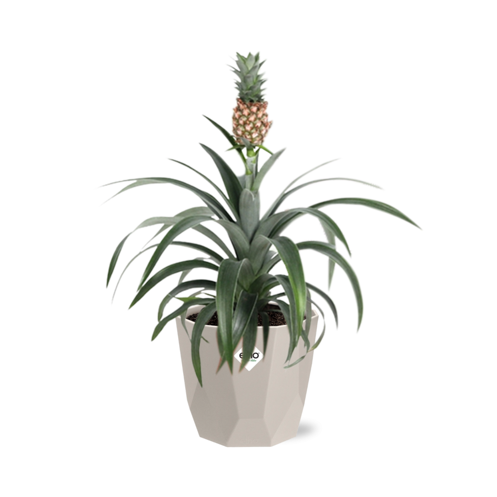 Ananas Mi Amigo in ELHO b.for rock 14 cm warm grey