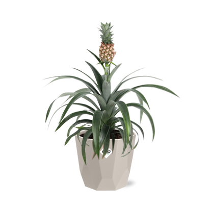 Ananas Mi Amigo in ELHO b.for rock 14 cm warm grey