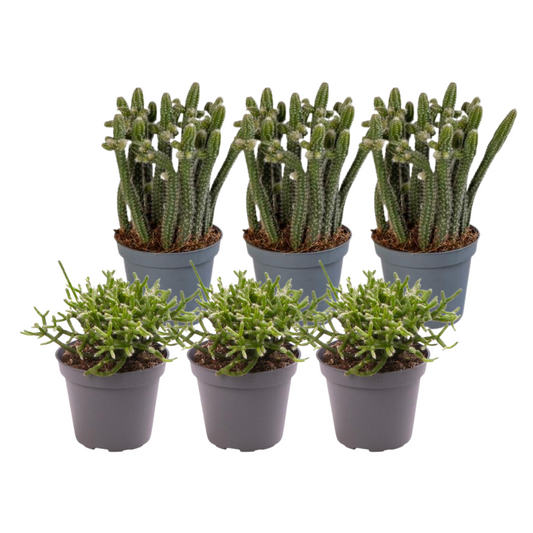 6x Rhipsalis Mix