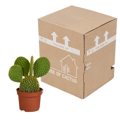 Micky Maus Kaktus (Opuntia microdasys) – 12 cm Topf