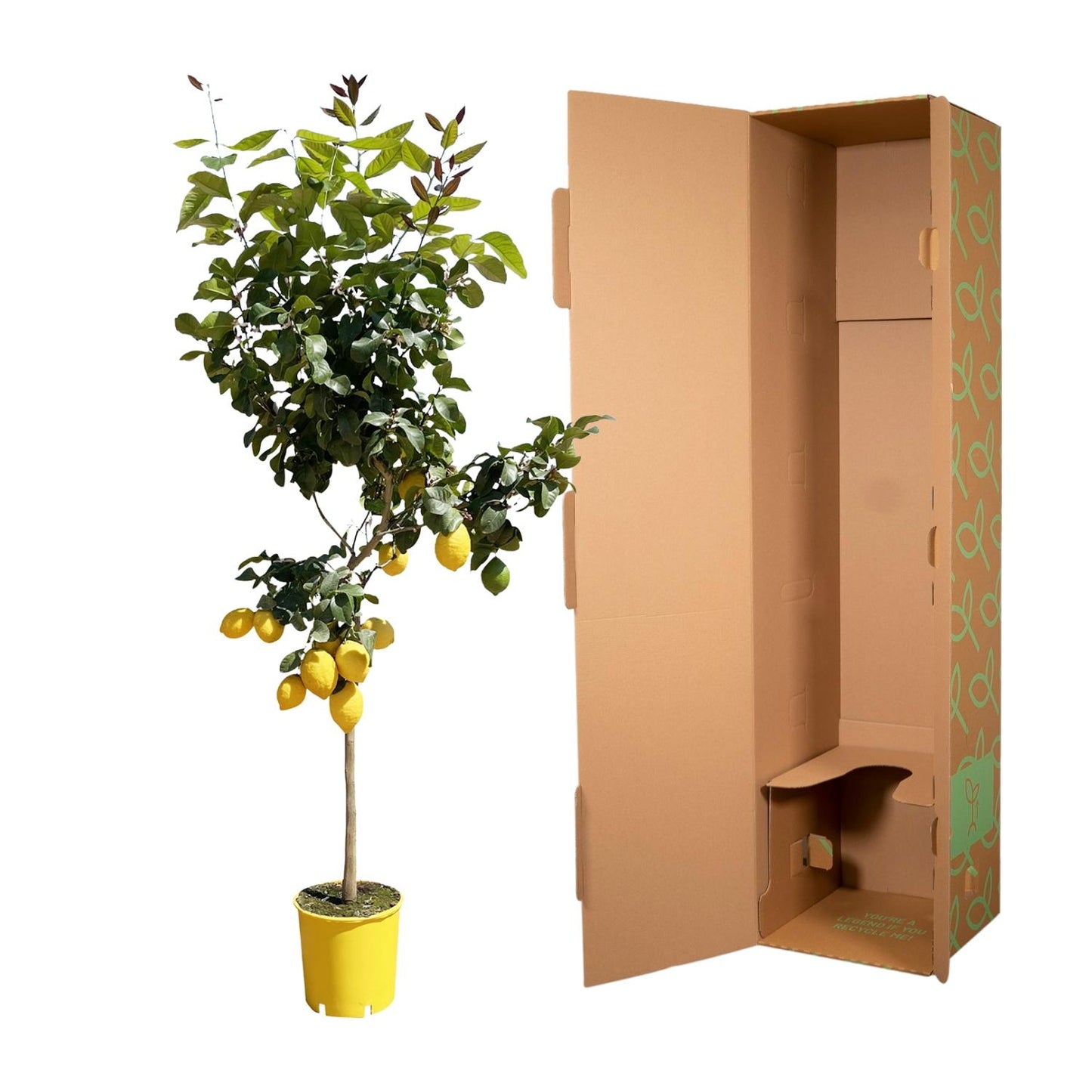Zitronenbaum 150 cm – Duftende mediterrane Kübelpflanze
