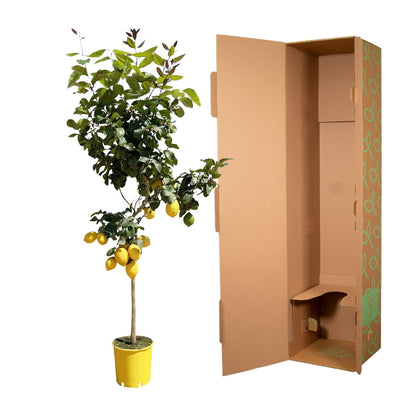 Zitronenbaum 150 cm – Duftende mediterrane Kübelpflanze