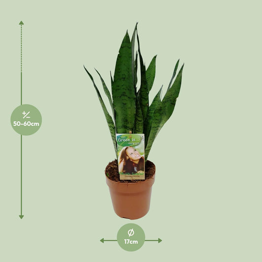 Sansevieria Zeylanica - Ø17cm - ↕60cm