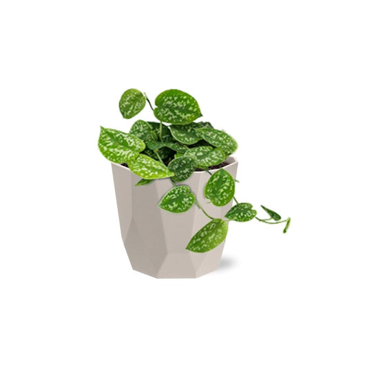 Scindapsus Pictus ‘Argyraeus’ in ELHO b.for rock 14 cm warm grey