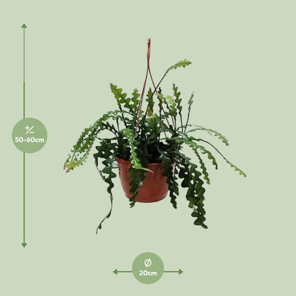 Epiphyllum Anguleiger - Ø20cm - ↕60cm