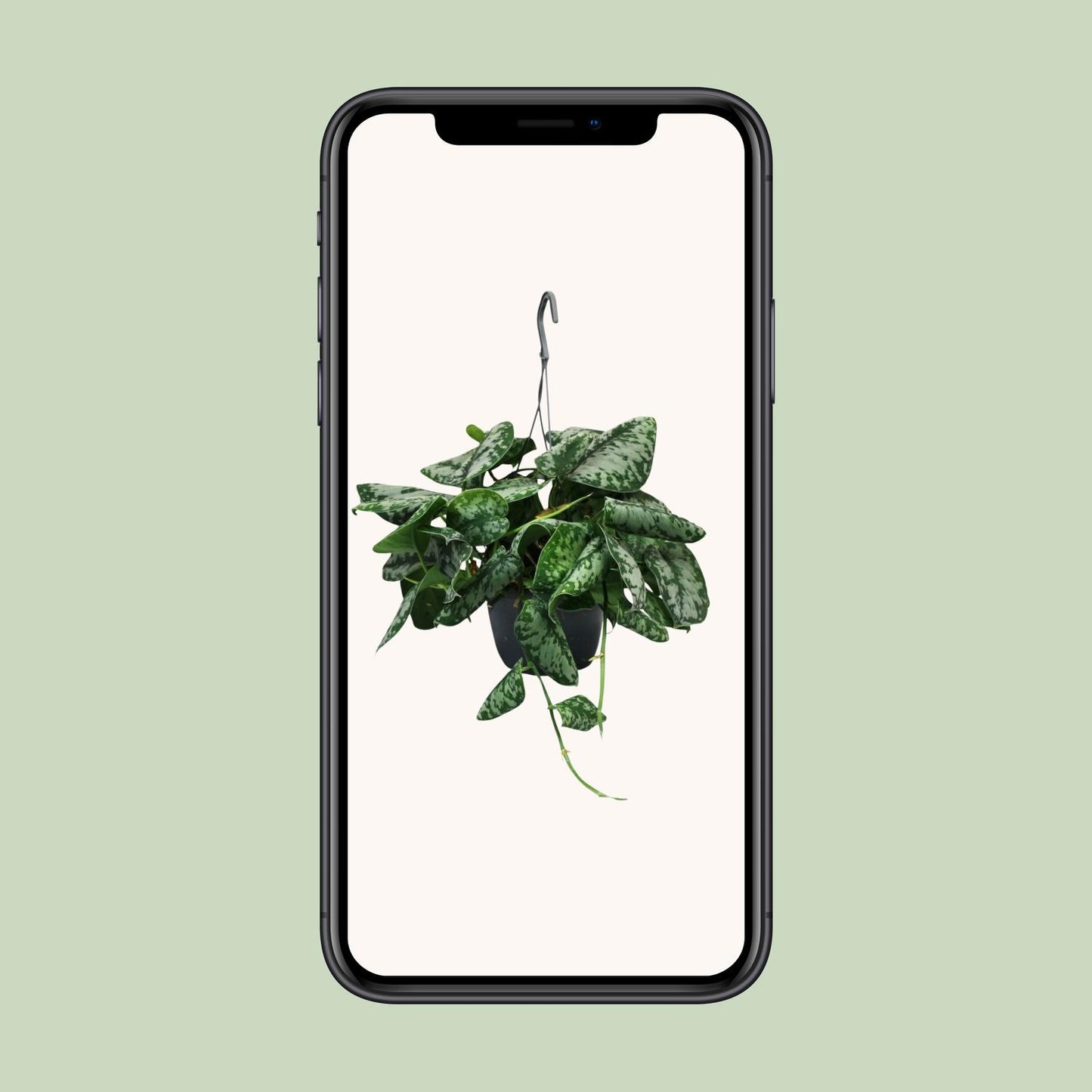Scindapsus Pictus Trebie - Ø15cm - ↕35cm