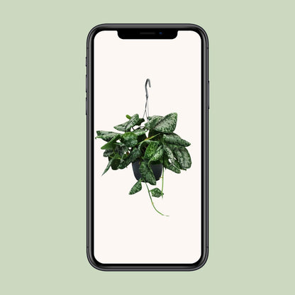 Scindapsus Pictus Trebie - Ø15cm - ↕35cm