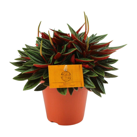 Peperomia Caperata Rosso - Ø12cm - ↕20cm