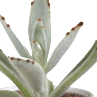 Cactus en vetplanten Mischung 5,5 cm | 15 stück - in witte pot