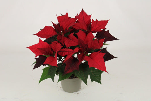 Kayla Red "Special Leaves" 13cm - Ø13cm - ↕30cm