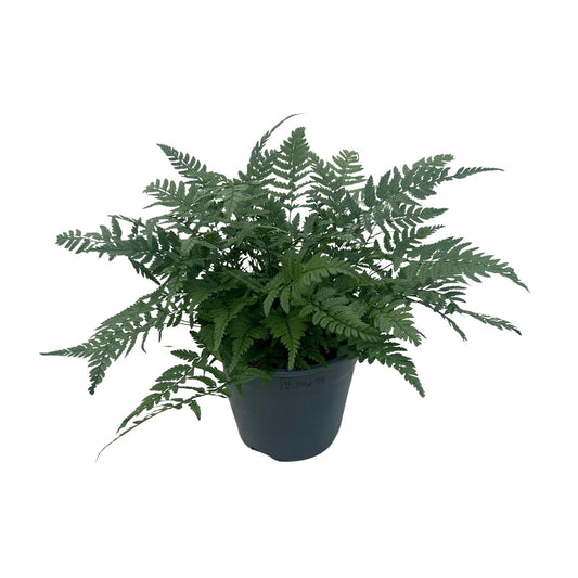 Polystichum Tsussimense 'Korean Rock Fern' 14cm (Buiten Varen, Garden Fern)