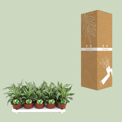 Dracaena Kanzi - Ø12cm - ↕22cm