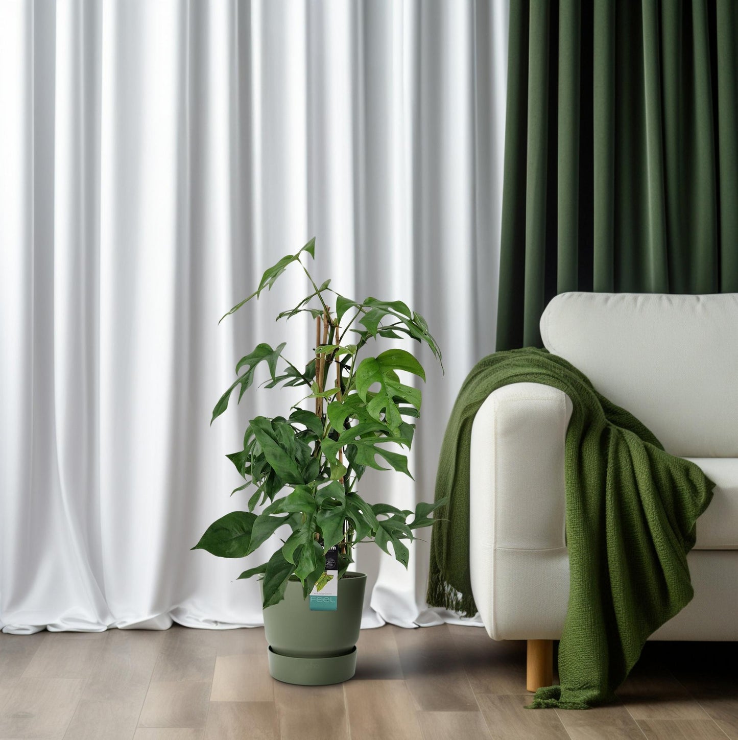 Philodendron Minima Pyramide - Ø19 ↕75