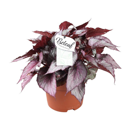 Begonia Beleaf Maori Haze - Ø17cm - ↕32cm