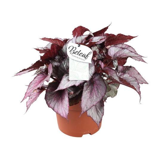 Begonia Beleaf Maori Haze - Ø17cm - ↕32cm