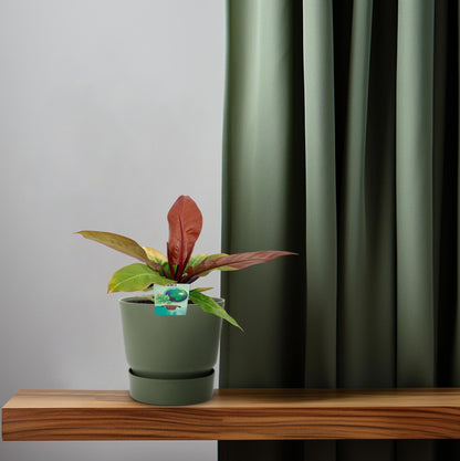 Philodendron Prince Of Orange - Ø19cm - ↕45cm