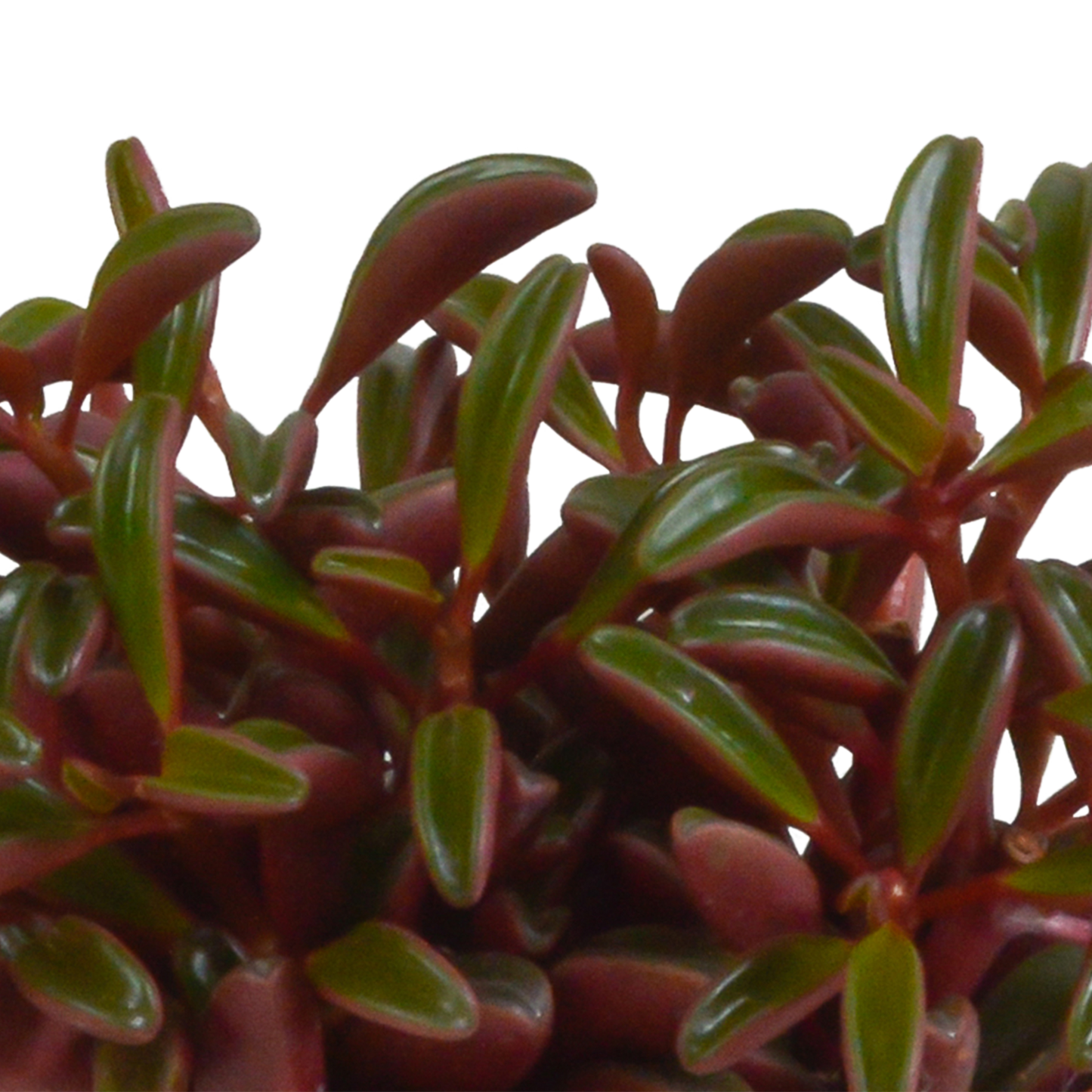 Erbsenstrauch Rote Blätter – Peperomia graveolens