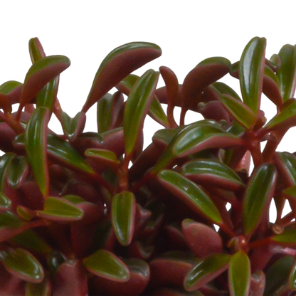 Erbsenstrauch Rote Blätter – Peperomia graveolens