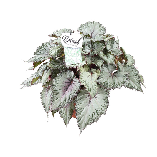Begonia Beleaf Asian Tundra - Ø17cm - ↕32cm