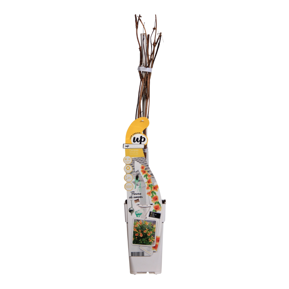 Campsis Summer Jazz 'Gold Trumpet' - Trompetenblume Gelb- Ø15cm - ↕65cm