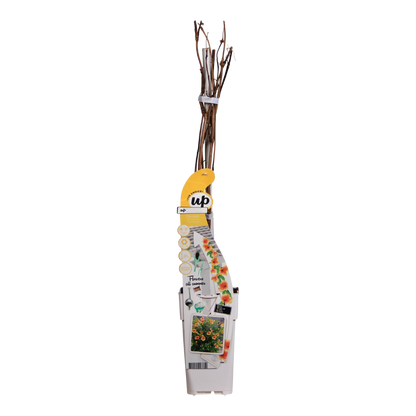Campsis Summer Jazz 'Gold Trumpet' - Trompetenblume Gelb- Ø15cm - ↕65cm