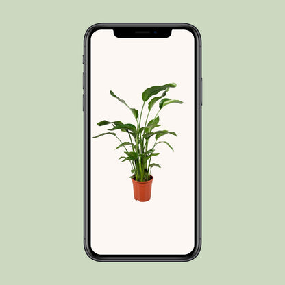 Strelitzia Nicolai 4 Stek 100-120cm - Ø21cm - ↕100cm