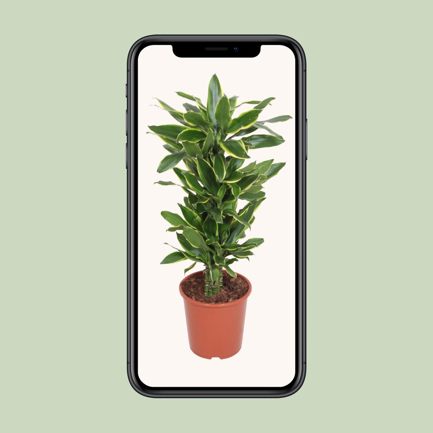 Dracaena Golden Coast - Ø27cm - ↕110cm