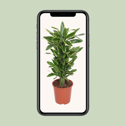 Dracaena Golden Coast - Ø27cm - ↕110cm
