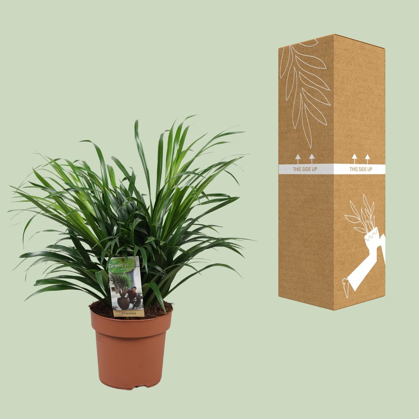 Dracaena Anita - Ø17cm - ↕45cm