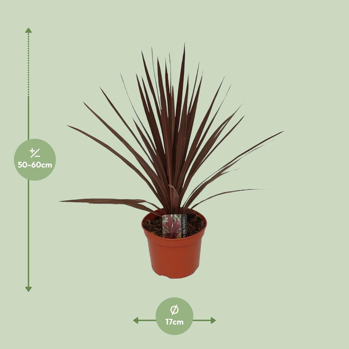Cordyline Australis Red Star - Ø17cm - ↕60cm