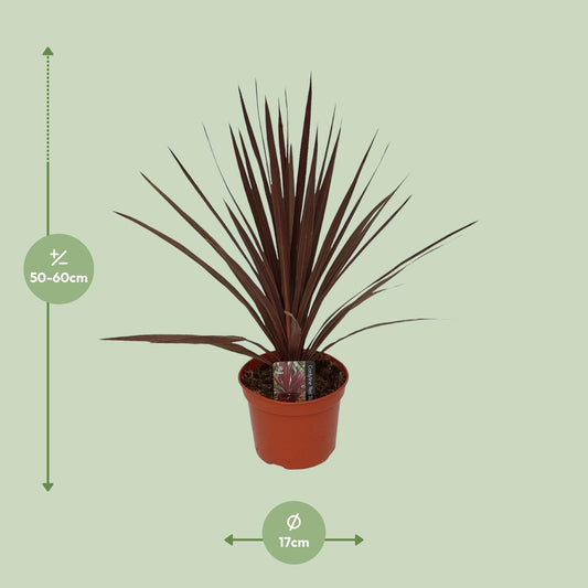 Cordyline Australis Red Star - Ø17cm - ↕60cm
