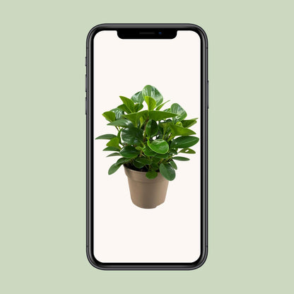 Peperomia Obtusifolia Green Gold - Ø15cm - ↕30cm