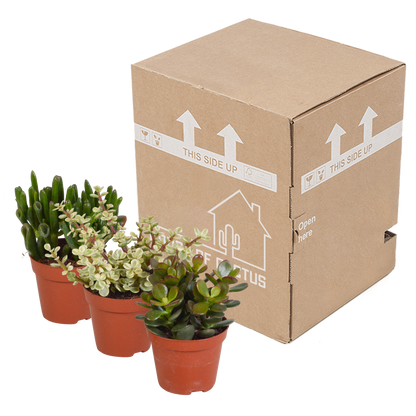 Crassula-Mix 8,5 cm - zonder pot - 3x