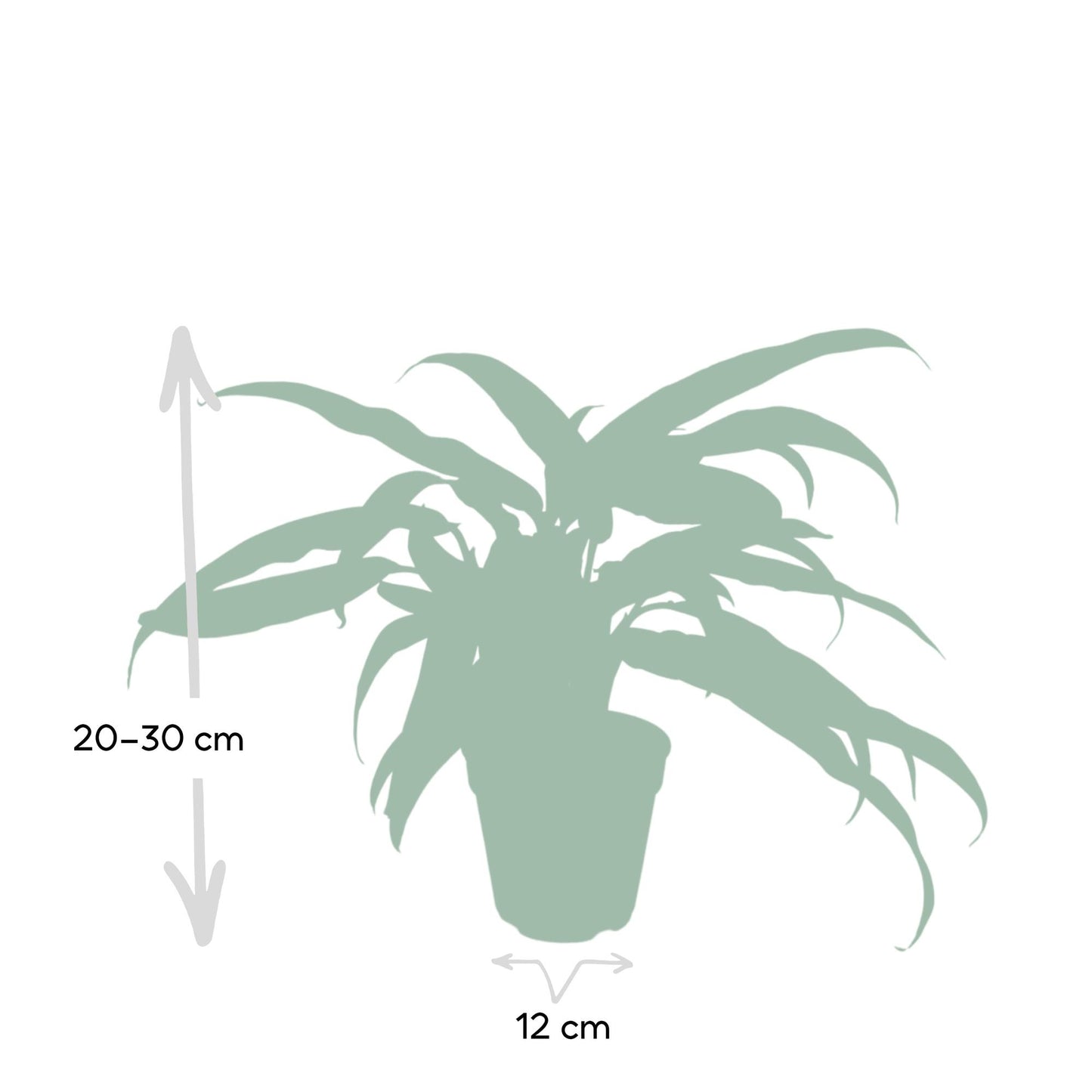 Aglaonema Cutlass - Ø30cm - ↕12cm
