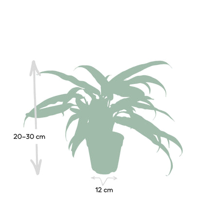 Aglaonema Cutlass - Ø30cm - ↕12cm