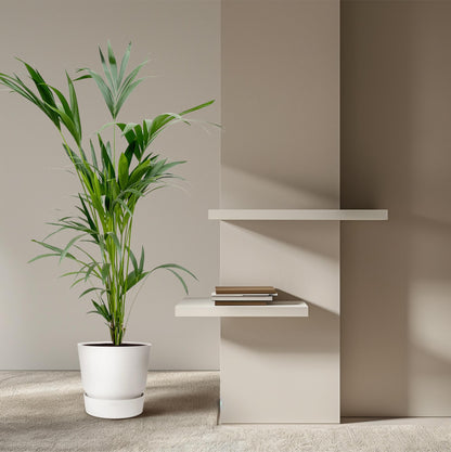 Kentia Palme 160 cm – Elegante, pflegeleichte Zimmerpflanze