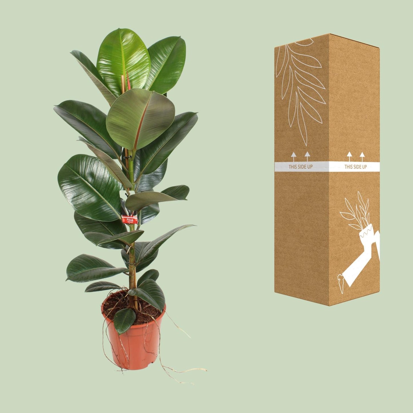 Ficus Elastica Robusta 21 Cm - Ø21cm - ↕95cm