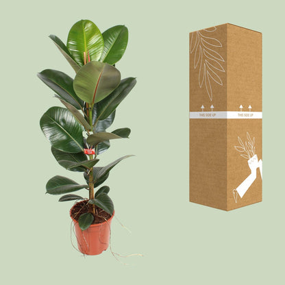 Ficus Elastica Robusta 21 Cm - Ø21cm - ↕95cm