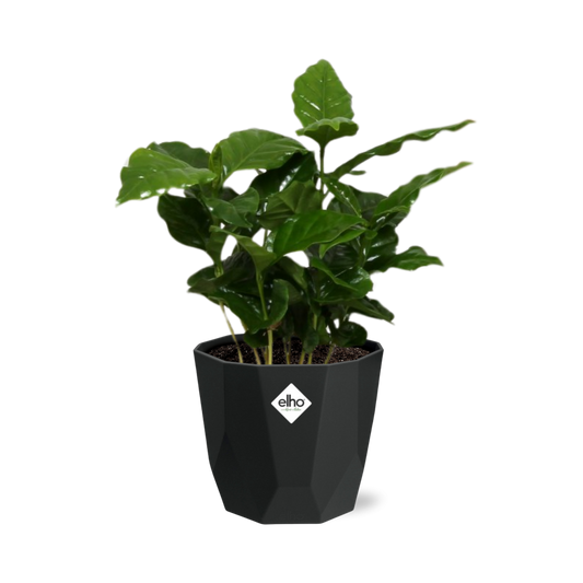 Coffea Arabica in 14cm b.for rock living black