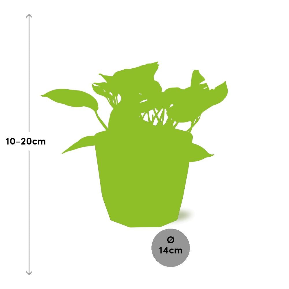 Scindapsus (Epipremnum) Marble Queen in 14cm b.for rock living black