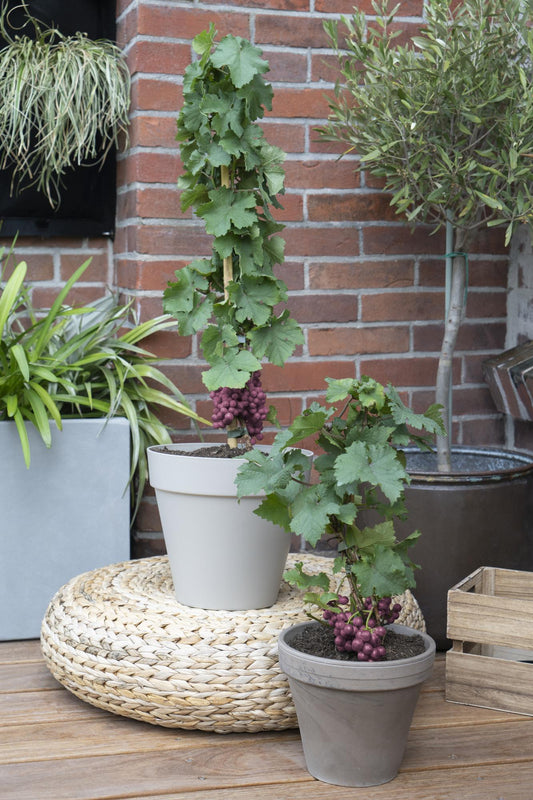 3x - Vitis Pixie 'Cabernet Franc' - ↨30cm - Ø14