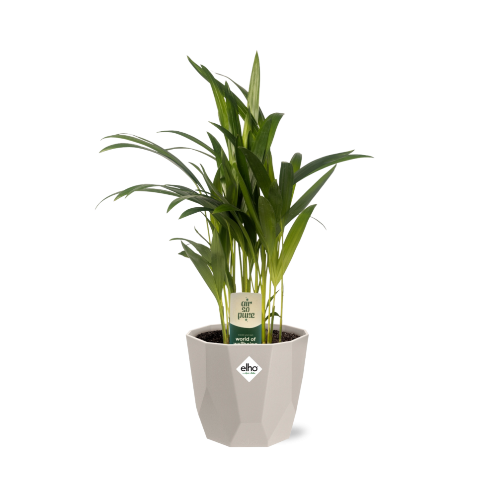 Dypsis Lutescens (Areca) 12cm in ELHO b.for rock 14 cm warm grey