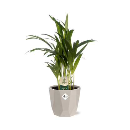 Dypsis Lutescens (Areca) 12cm in ELHO b.for rock 14 cm warm grey